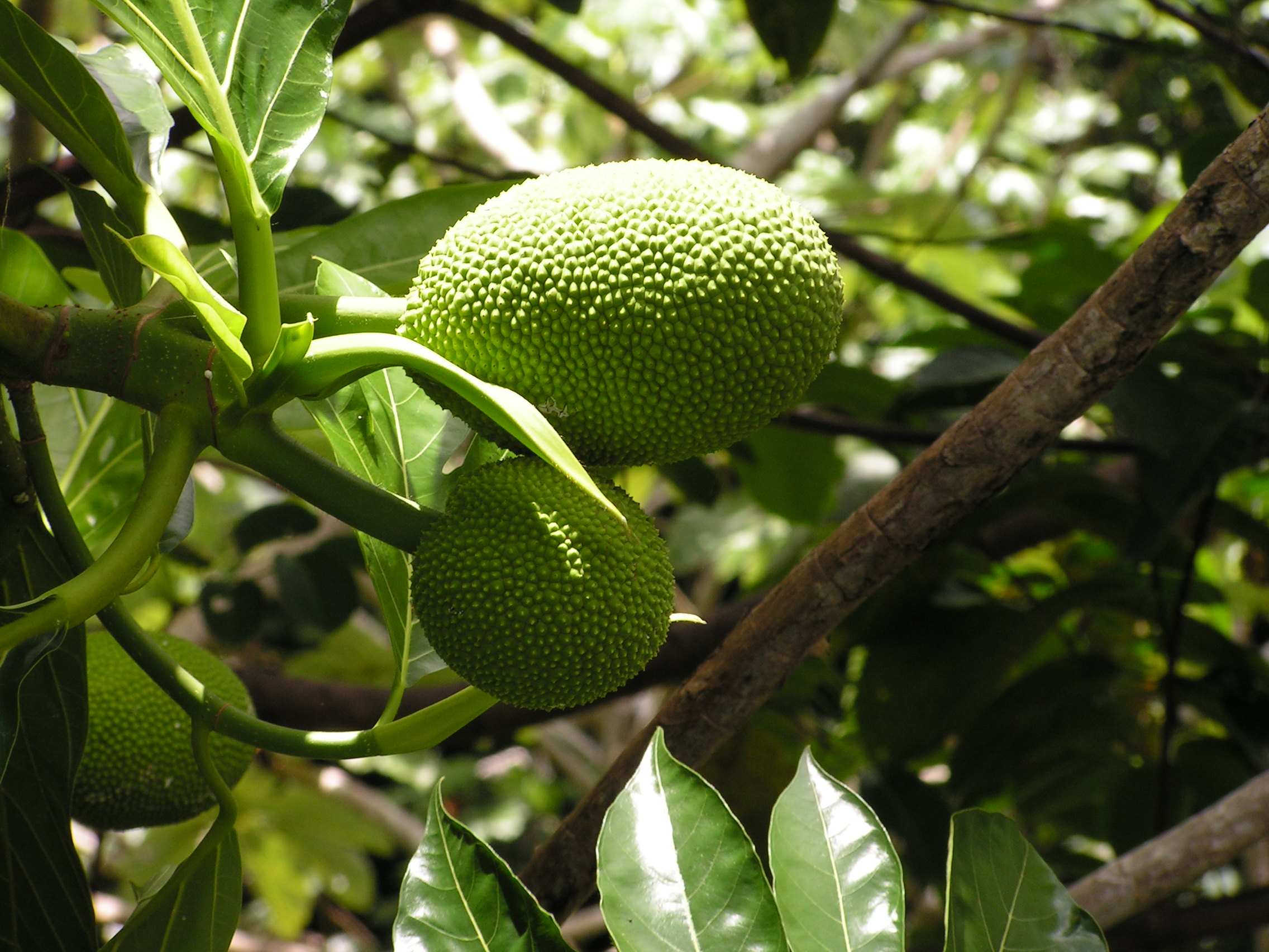 ./2005/Puerto Rico/Part 1/PICT0047.JPG